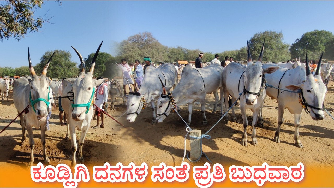 ಕೂಡ್ಲಿಗಿ ದನಗಳ ಸಂತೆ ಪ್ರತಿ ಬುಧವಾರ Kudligi Cattle Fair every Wednesday