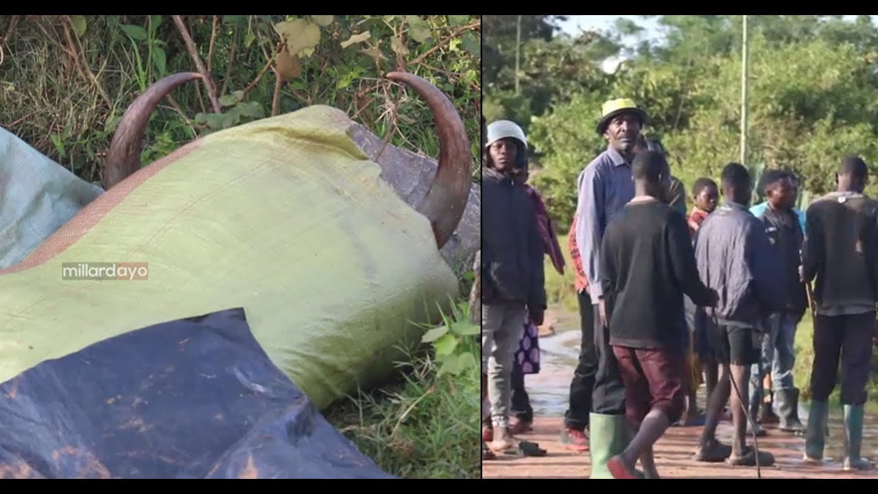 KIJANA AUAWA KIKATILI NA WANANCHI WENYE HASIRA KALI GEITA KWA WIZI WA NG'OMBE