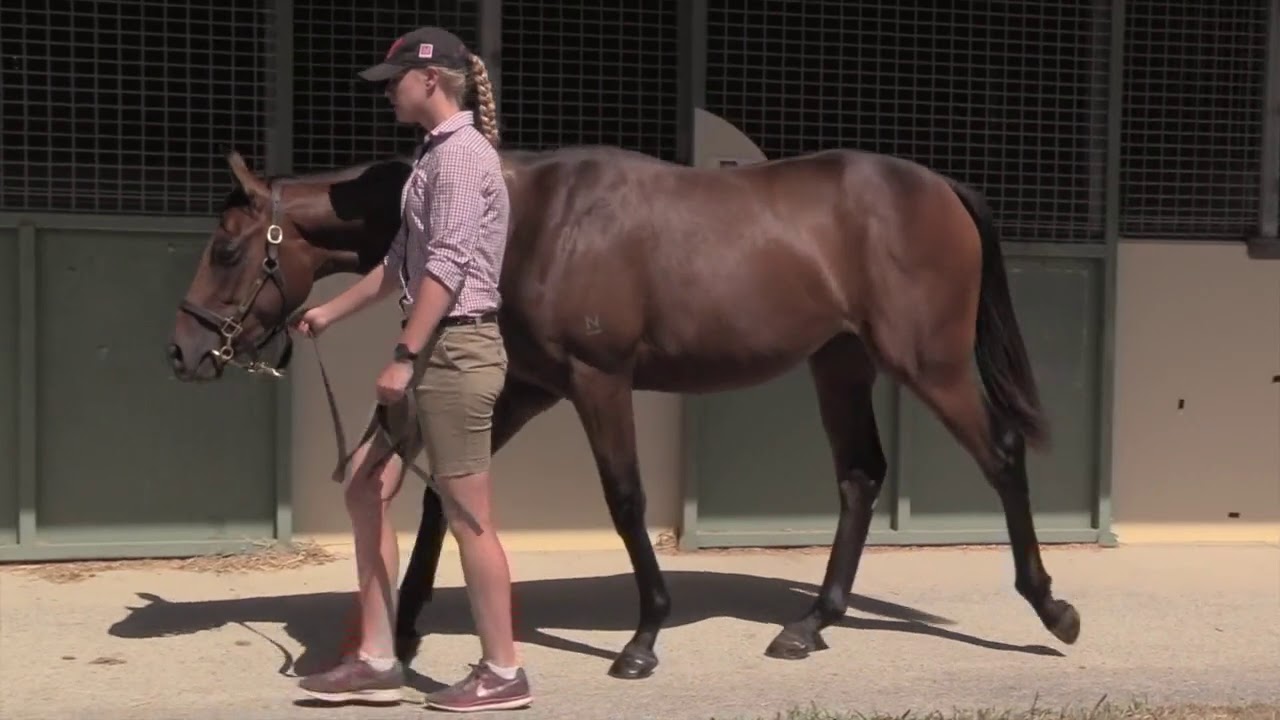 Zoustar x Moon De French Filly   Sales Footage