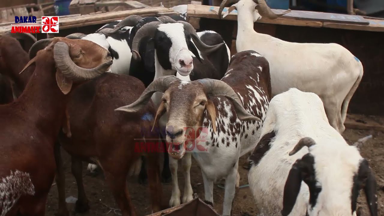 Lan mooy kharou peul peul ak kharou naar (Dakar Animaux)