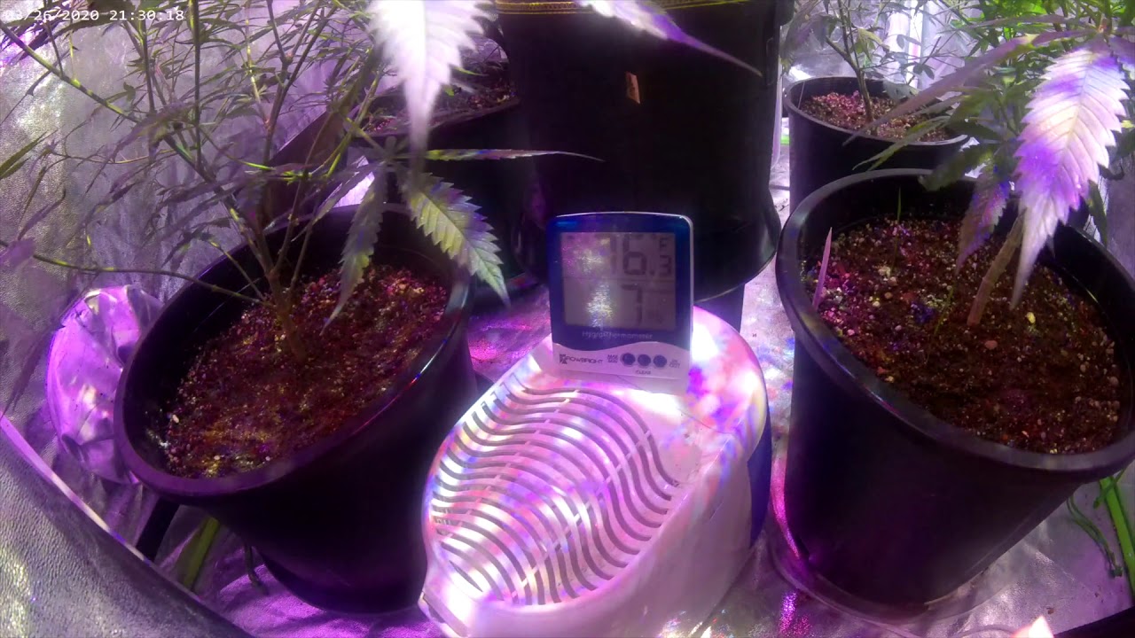 2020 INDOOR CANNABIS GROW UPDATE EP. 1
