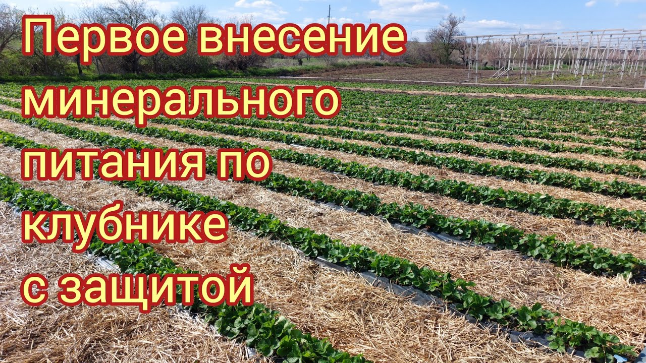 Первое питание после зимы по клубнике с биозащитой