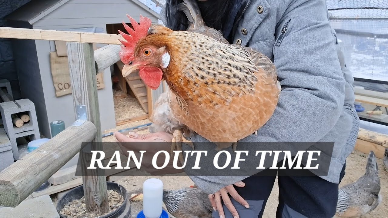 🤮Tasted Cantalope Today...No Thank You!!! #backyardchickens #detroit #chickens