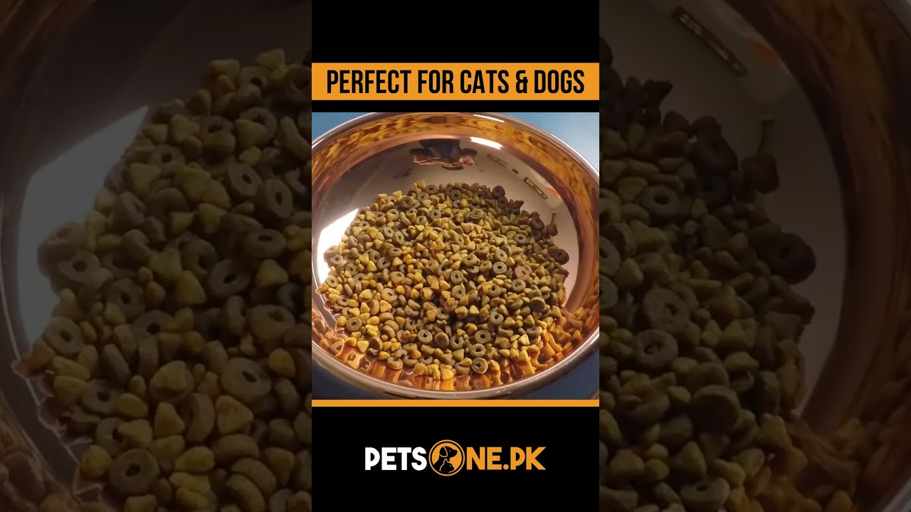 Rose Gold Steel Food/Water Bowl for Pets