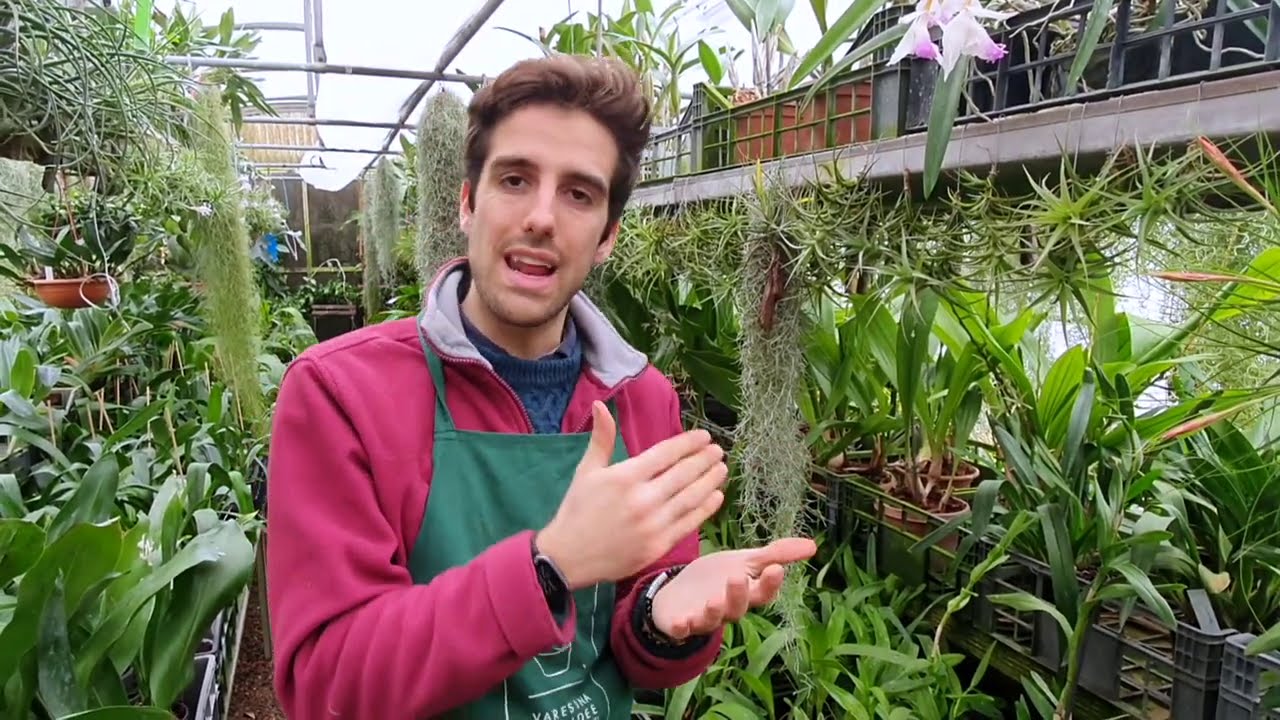 L'orchidea non fiorisce? Sicuramente c'è un motivo
