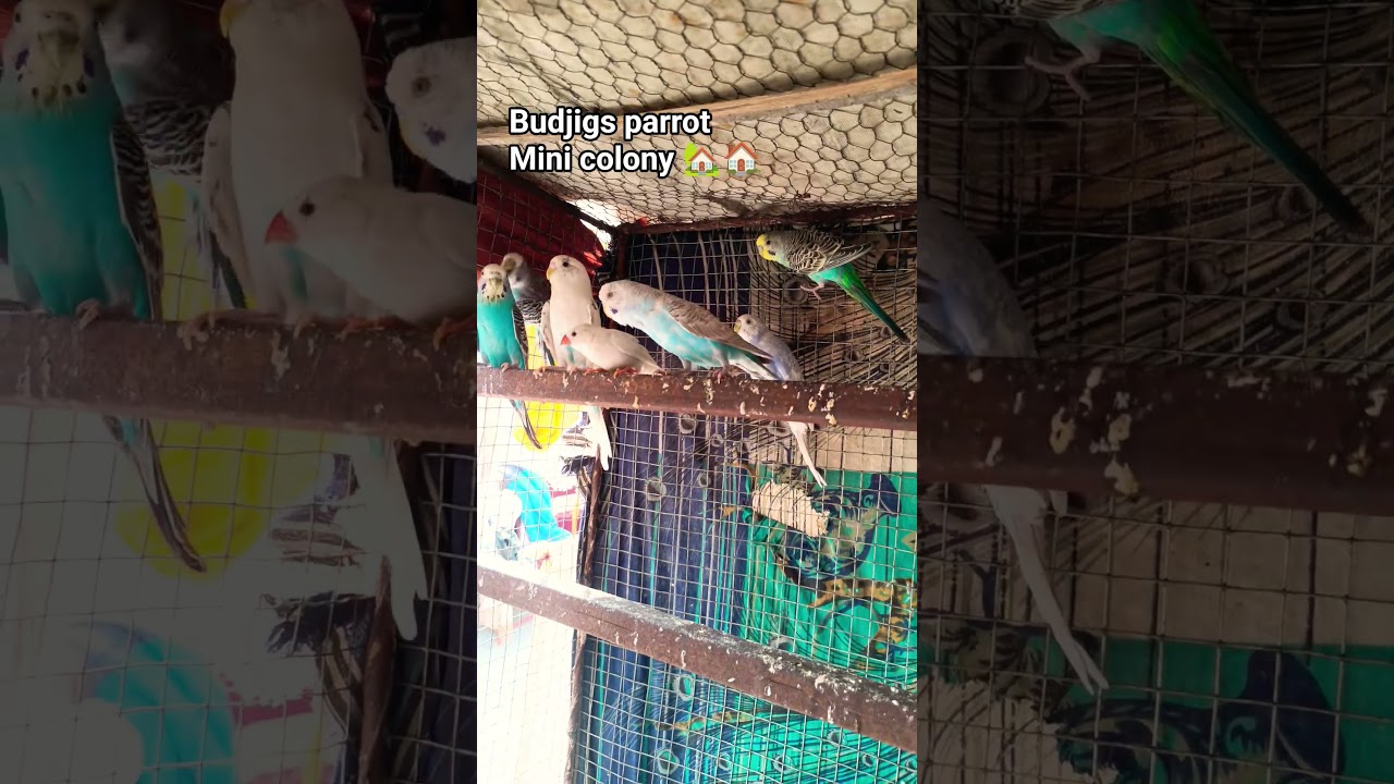Budjigs mini 🏠 colony #video #birds #parrot #budgiecolony