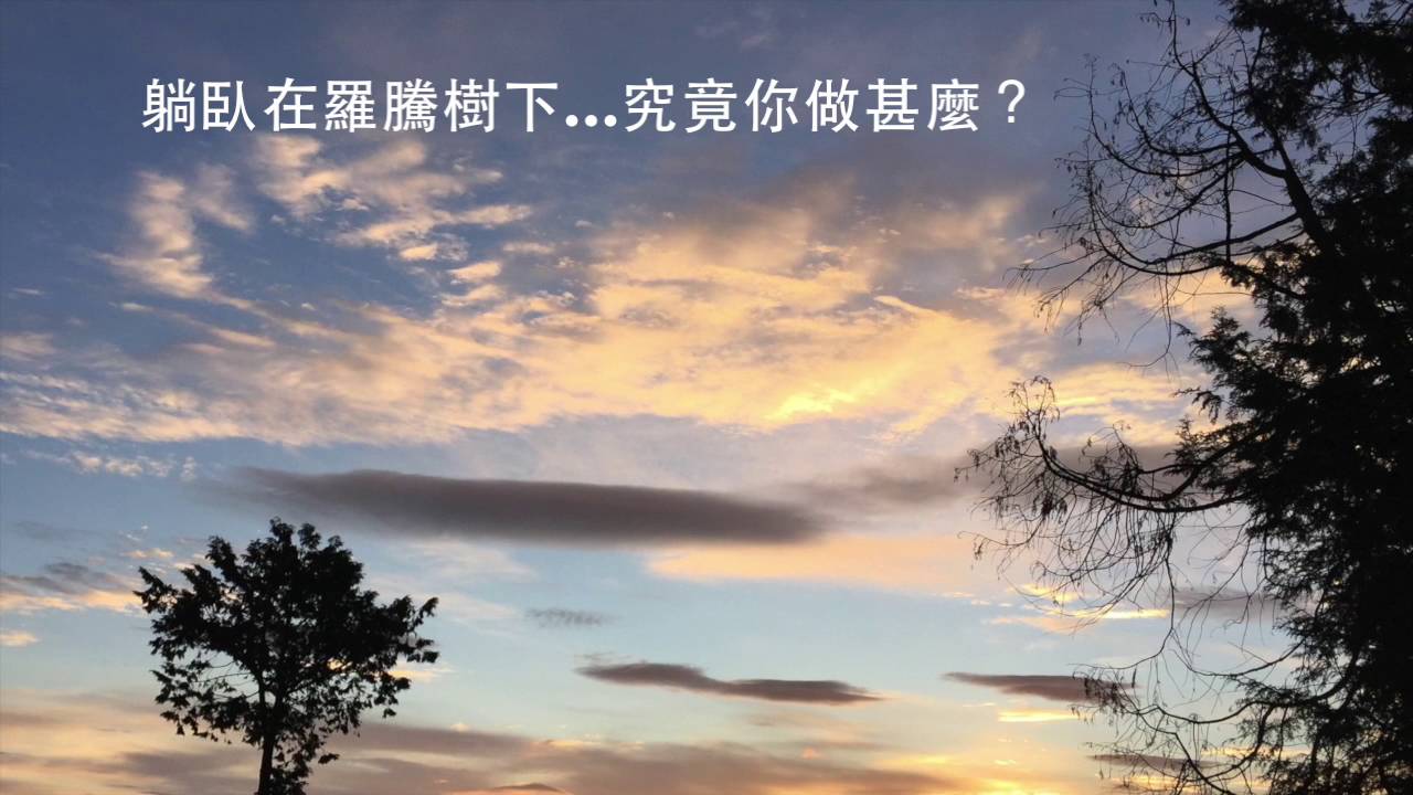 羅騰樹下