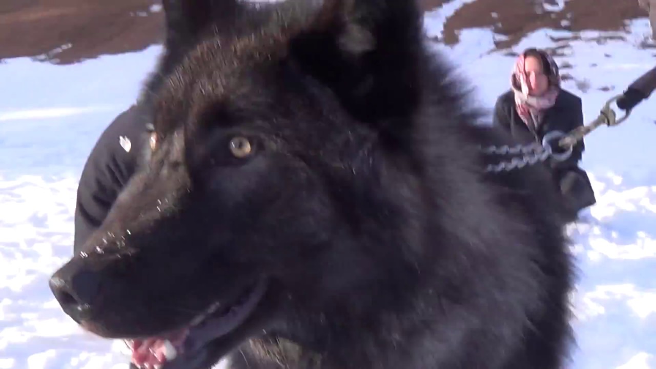 Colorado Wolf and Wildlife Center