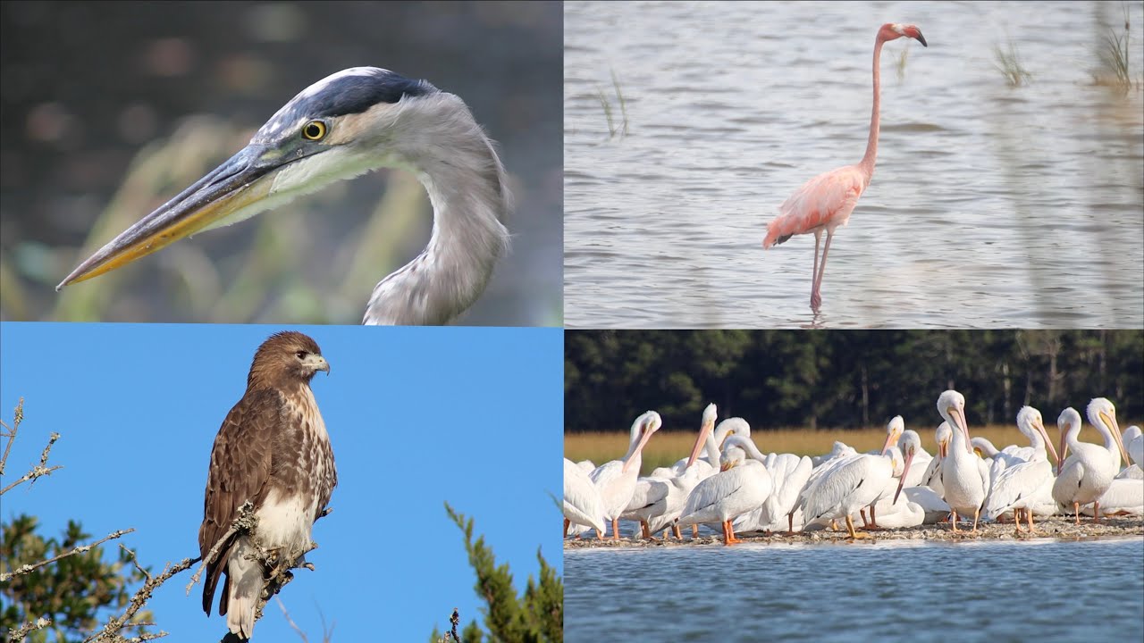 Birds of the South Carolina Lowcountry's Salt Marsh | Barrier Island Eco Tours