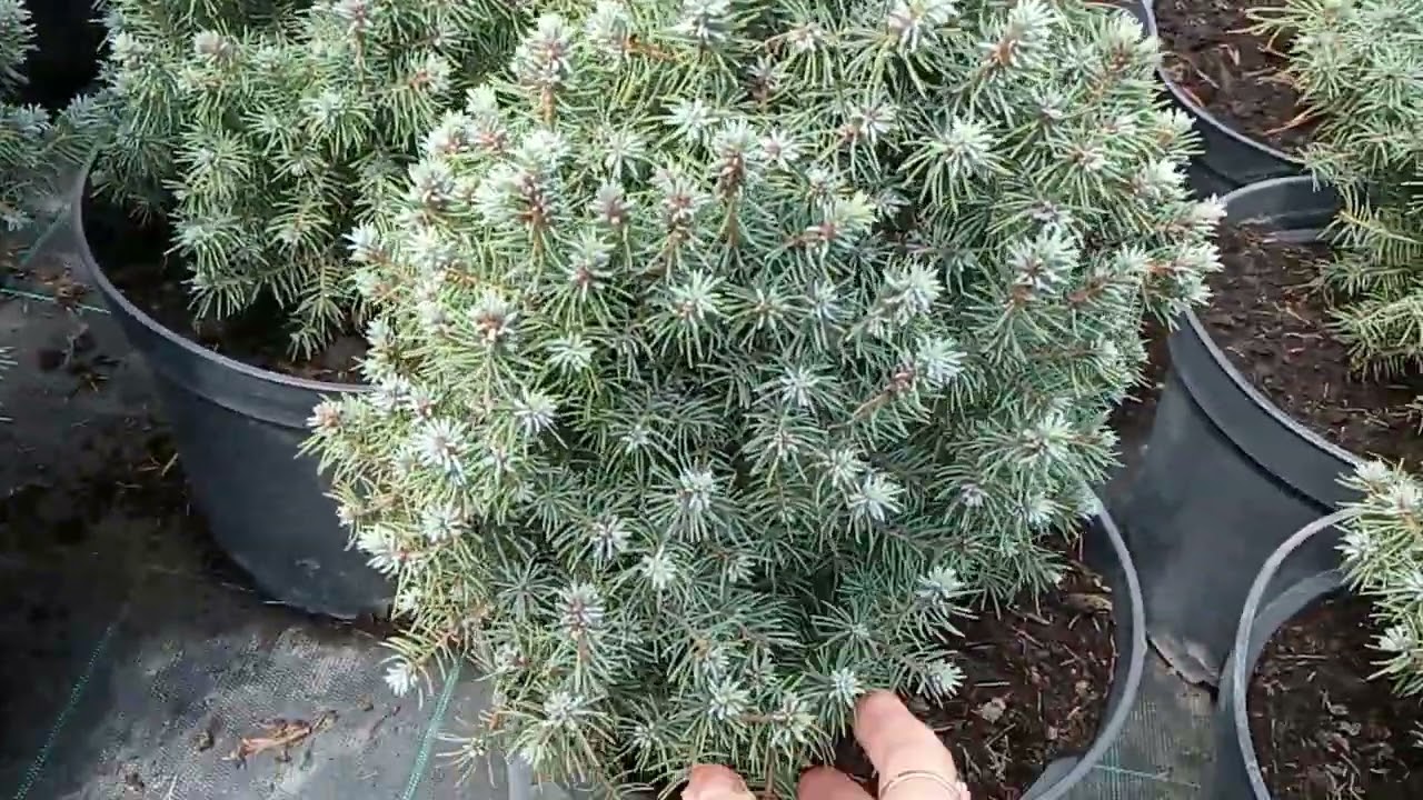 Приехала в САДОВЫЙ ЦЕНТР!  КРАСОТА НЕЗЕМНАЯ... ОБЗОР хвойных и других растений.