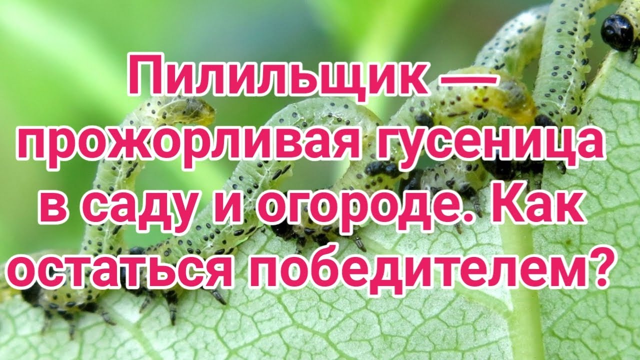 Пилильщик — прожорливая гусеница, которая может выпилить ваш сад  Способы борьбы
