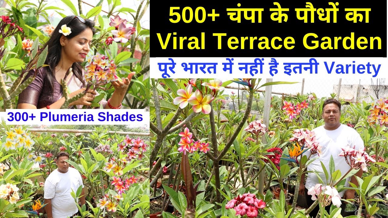 चंपा की 300+ Variety कहीं नहीं मिलेंगी 😍 World's Best Plumeria Terrace Garden