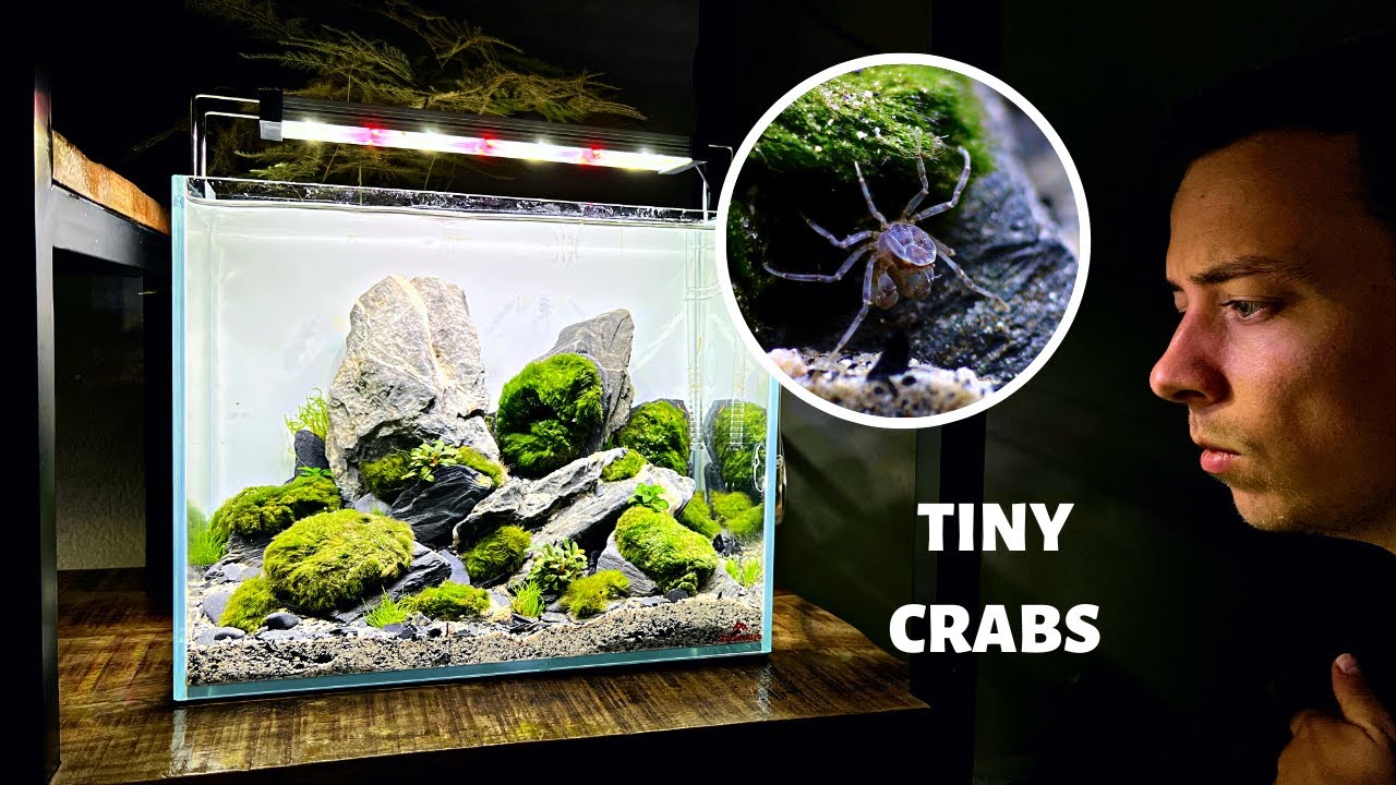 Thai Micro Crab Marimo Moss Ball Iwagumi! (Low Tech Aquascape Tutorial)