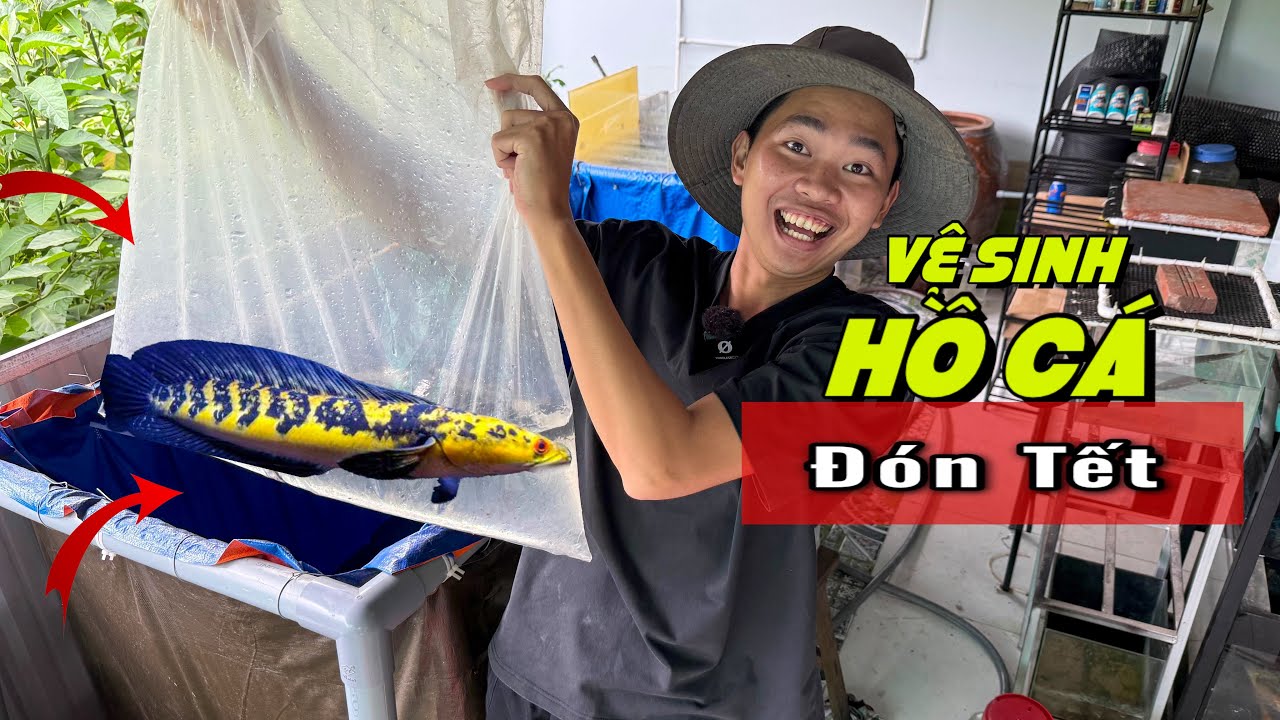 Vệ Sinh Hồ Cá Hải Tượng Long, Lóc Vẩy Rồng, Chép Sư Tử Và Tất Cả Các Hồ Cá Để Đón Tết 2026