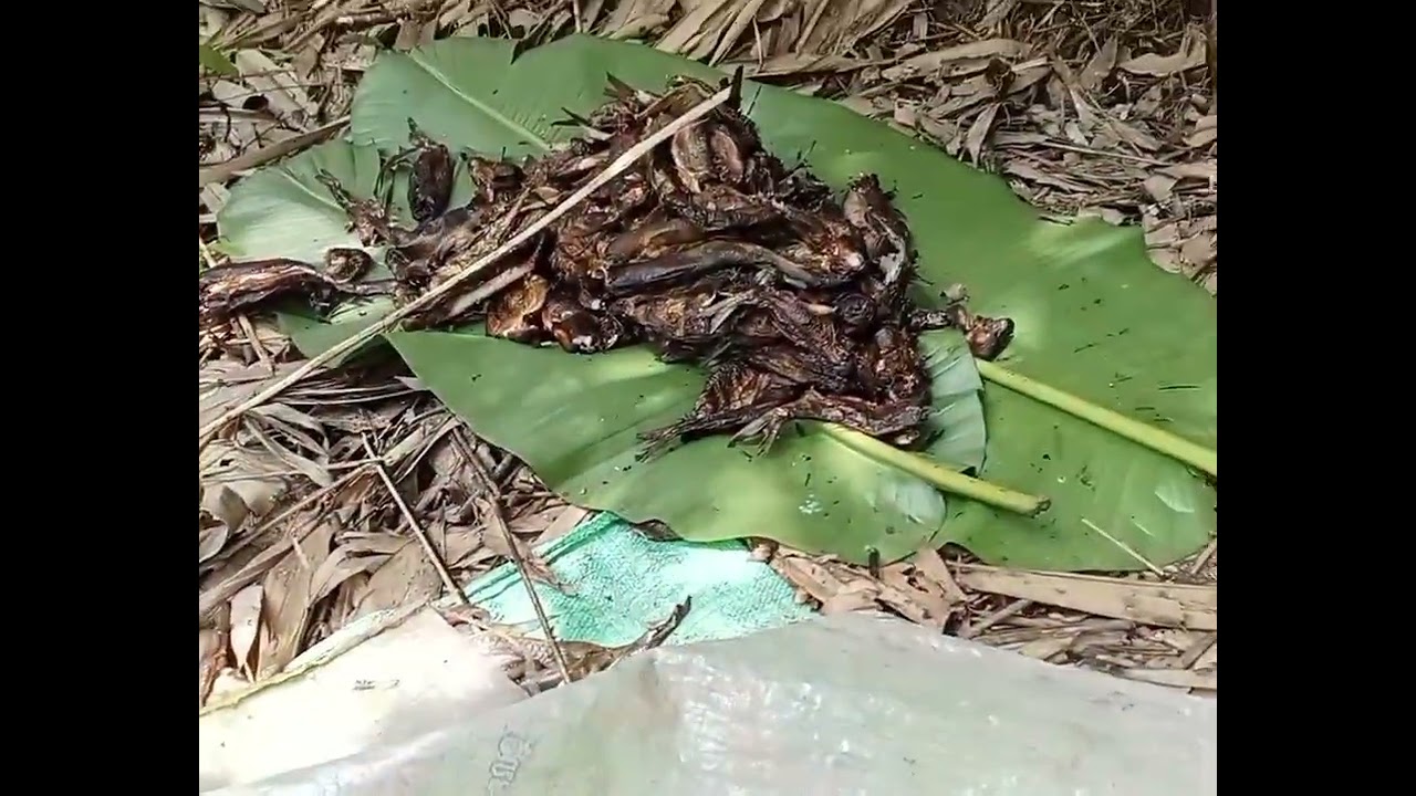 EP.60.ນ້ຳໂຕນນ້ຳຕານ