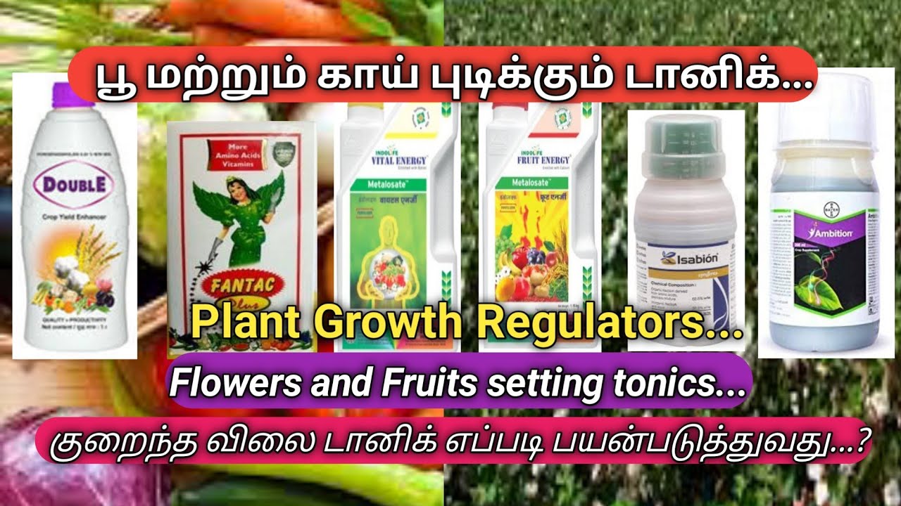 பூ மற்றும் காய் எடுக்கவைக்கும் | Flowers and fruit setting | plant growth regulators | Tamil
