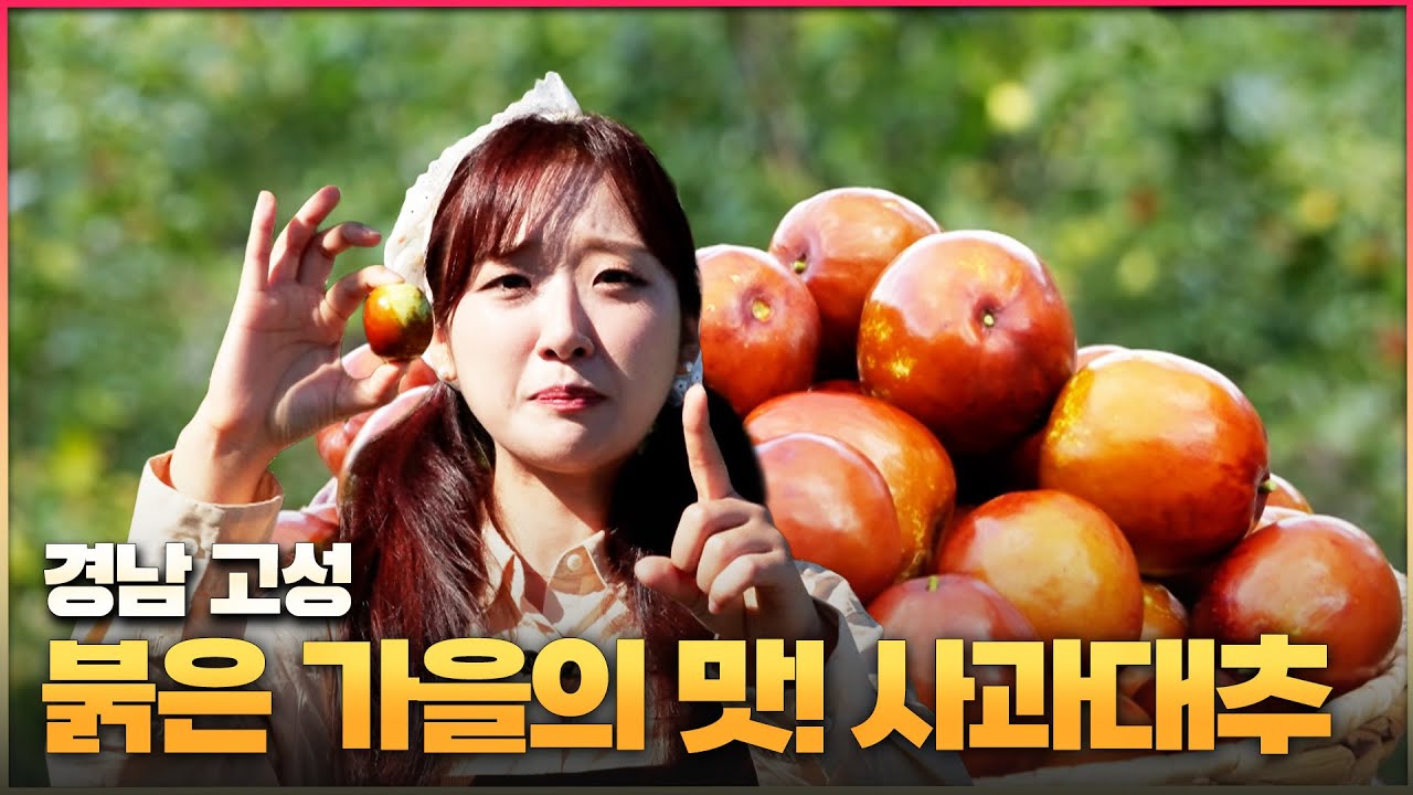 [6시 내고향 - 창원] 붉은 가을의 맛! 사과대추 -경남 고성- (KBS 2025.11.10. 월요일)