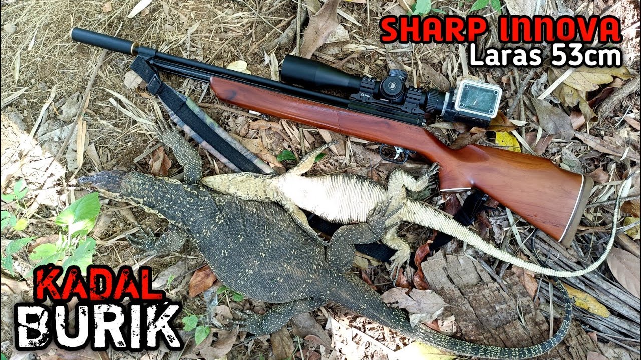 Mantap‼️ Berburu biawak pakai uklik Sharp Innova
