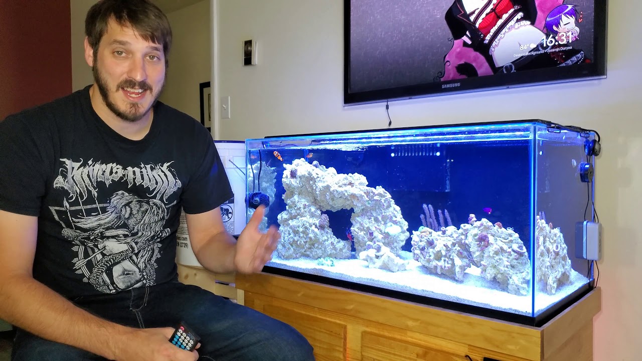 The FIRST Update | 40 Gallon Breeder Nano Reef Tank