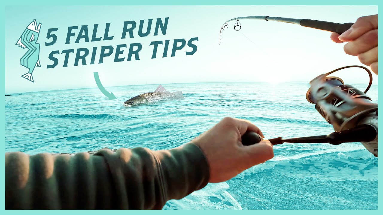 Fall Run Striped Bass Playbook: 5 Tips to Catch Fish This Season