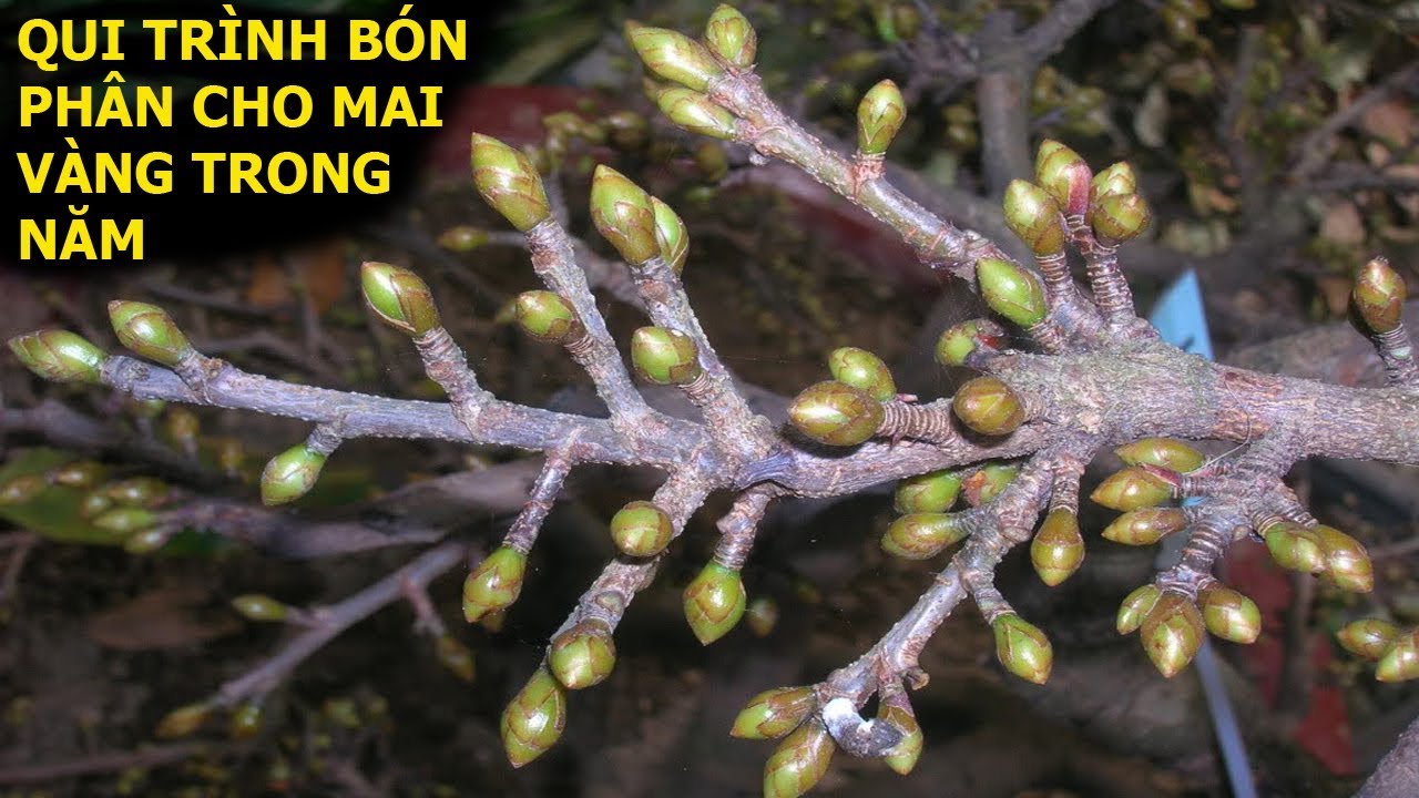 Toàn bộ quá trình bón phân và chăm sóc mai vàng trong năm