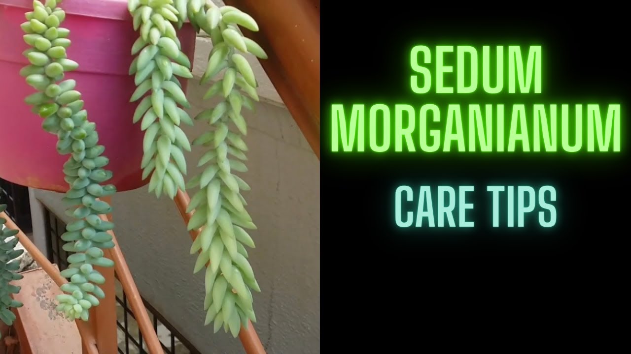 || SEDUM MORGANIANUM CARE TIPS || DONKEY TAIL AND BURRO’S TAIL ||