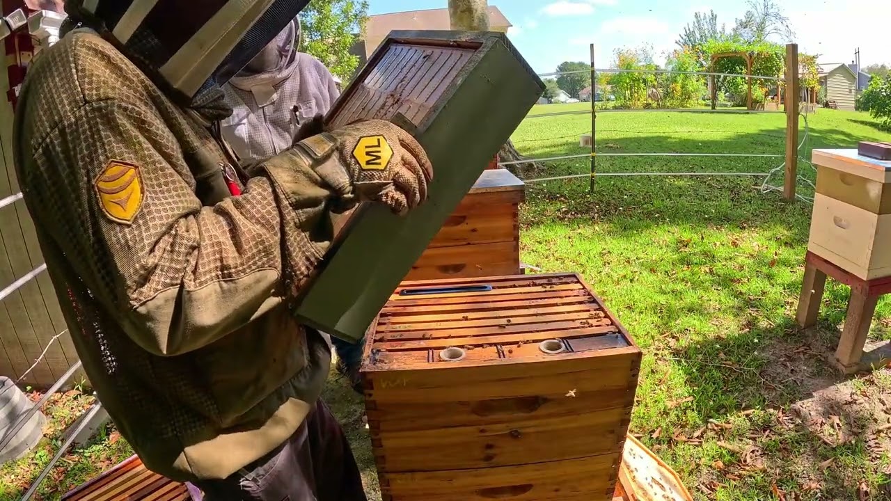 Goldenrod Honey Pull 2025