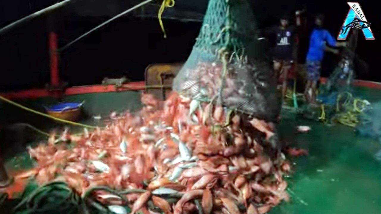 “Fresh Red Snapper Catch from the Sea” | “Night Fishing – Fresh Snapper Catch” | #KadalTV