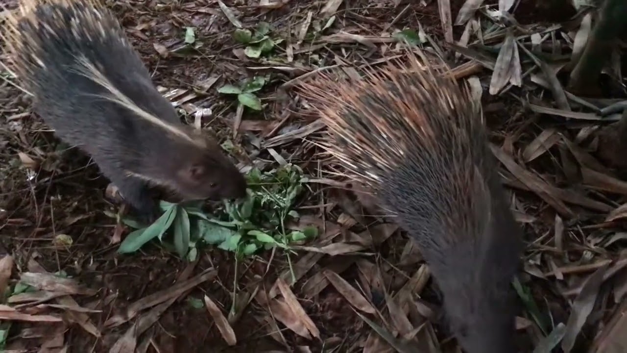4. Porcupines. #wild animal#