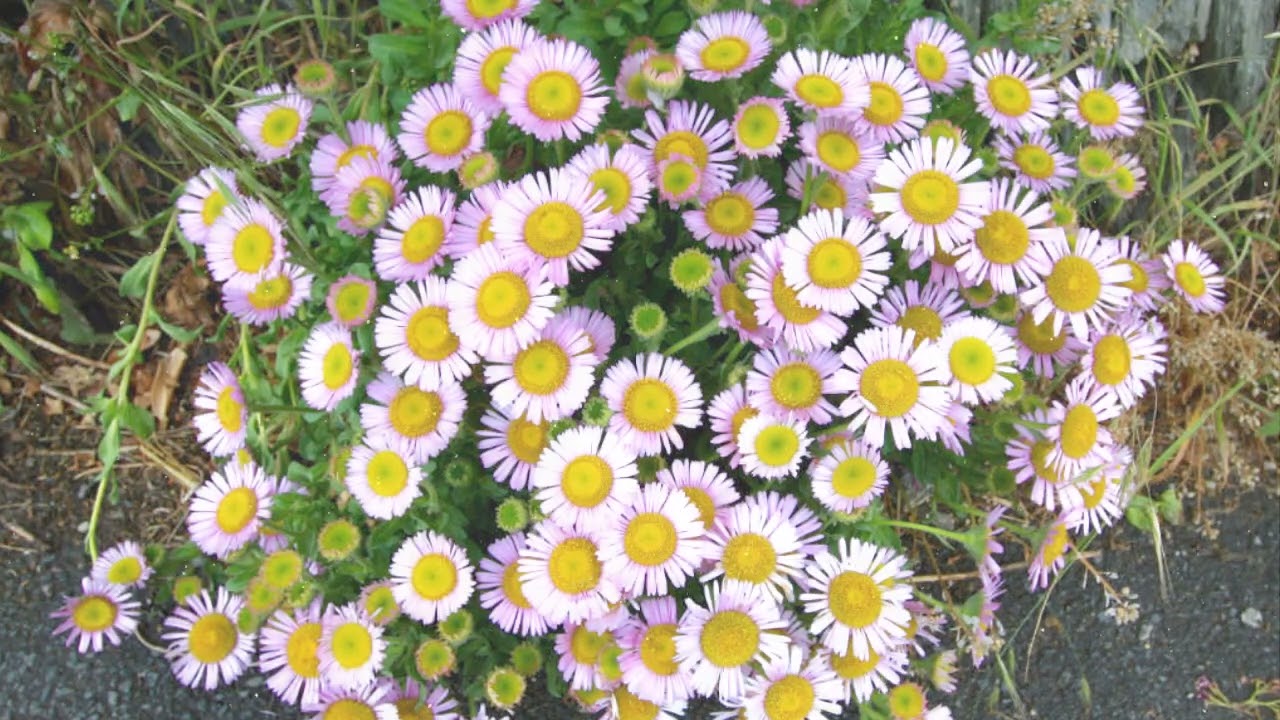 How to Grow Erigeron