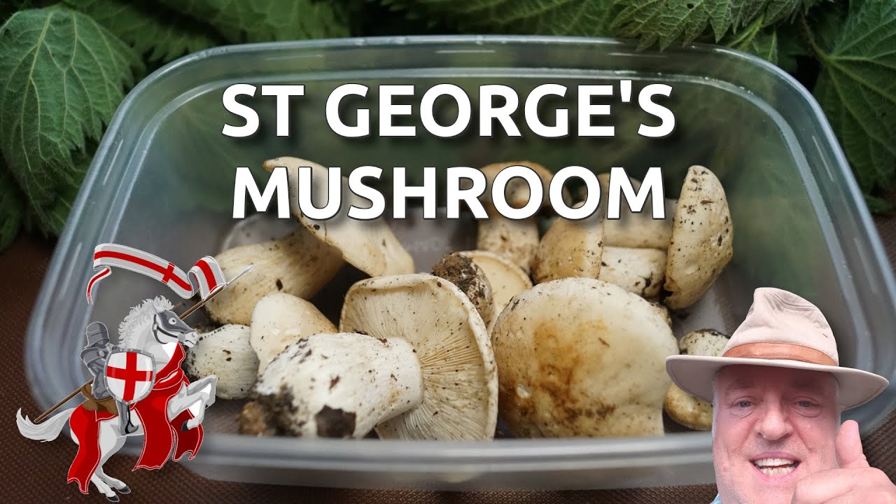 Foraging for St George's Mushrooms 😋