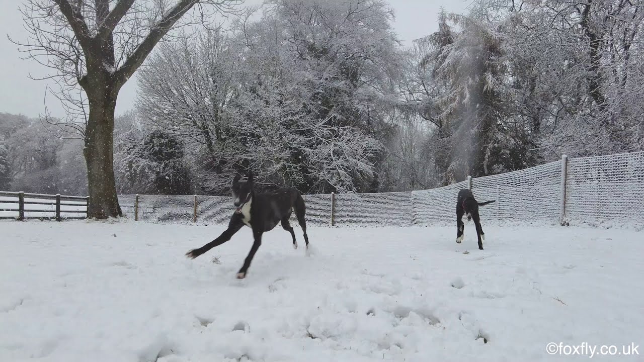 Greyhounds playing in the Snow