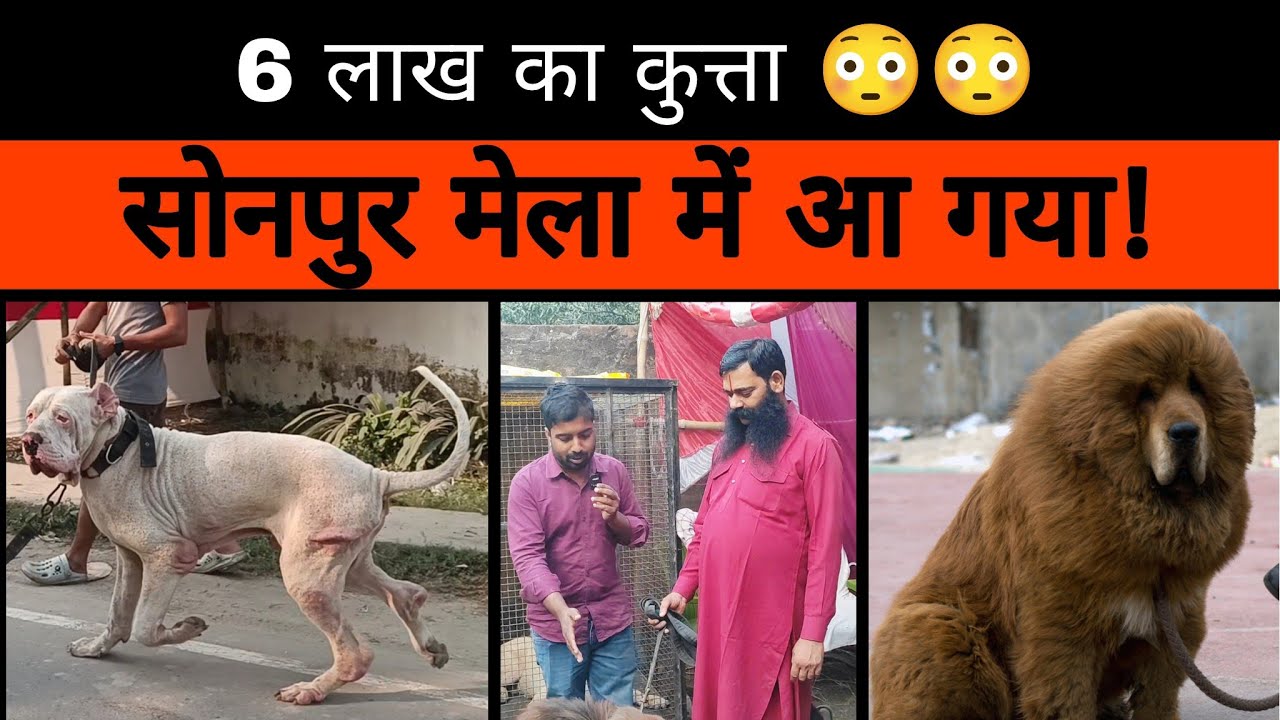 Sonpur mela me aaya 6 लाख ka कुत्ता! 