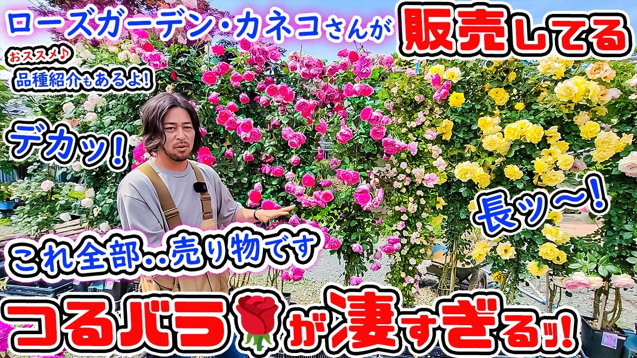 これは見事な!つるバラです🌹【おススメ♪長尺のバラ苗&バラ新苗】のご紹介と管理方法!【ローズガーデン・カネコさん】