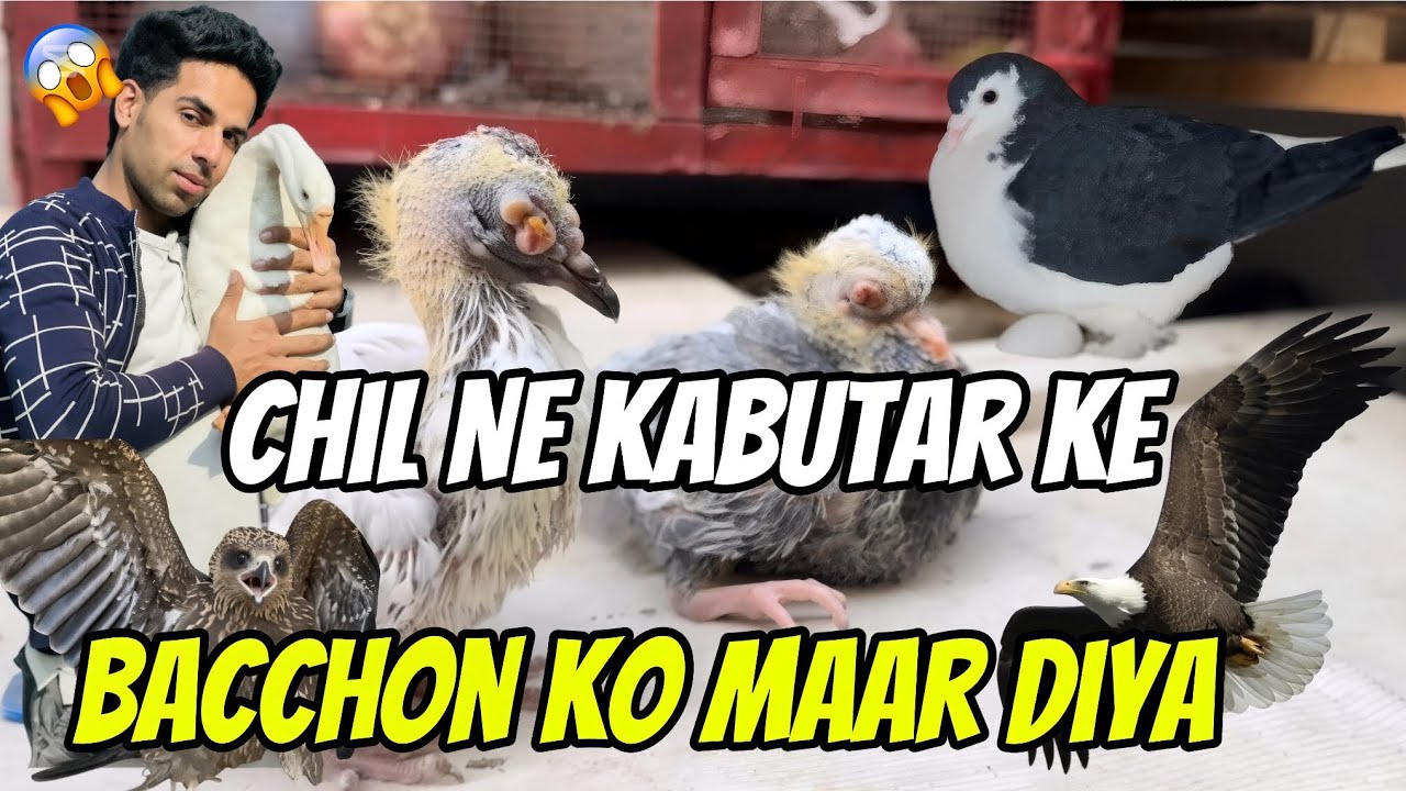 chil Ne kabutar ke bacchon ko Maar Diya