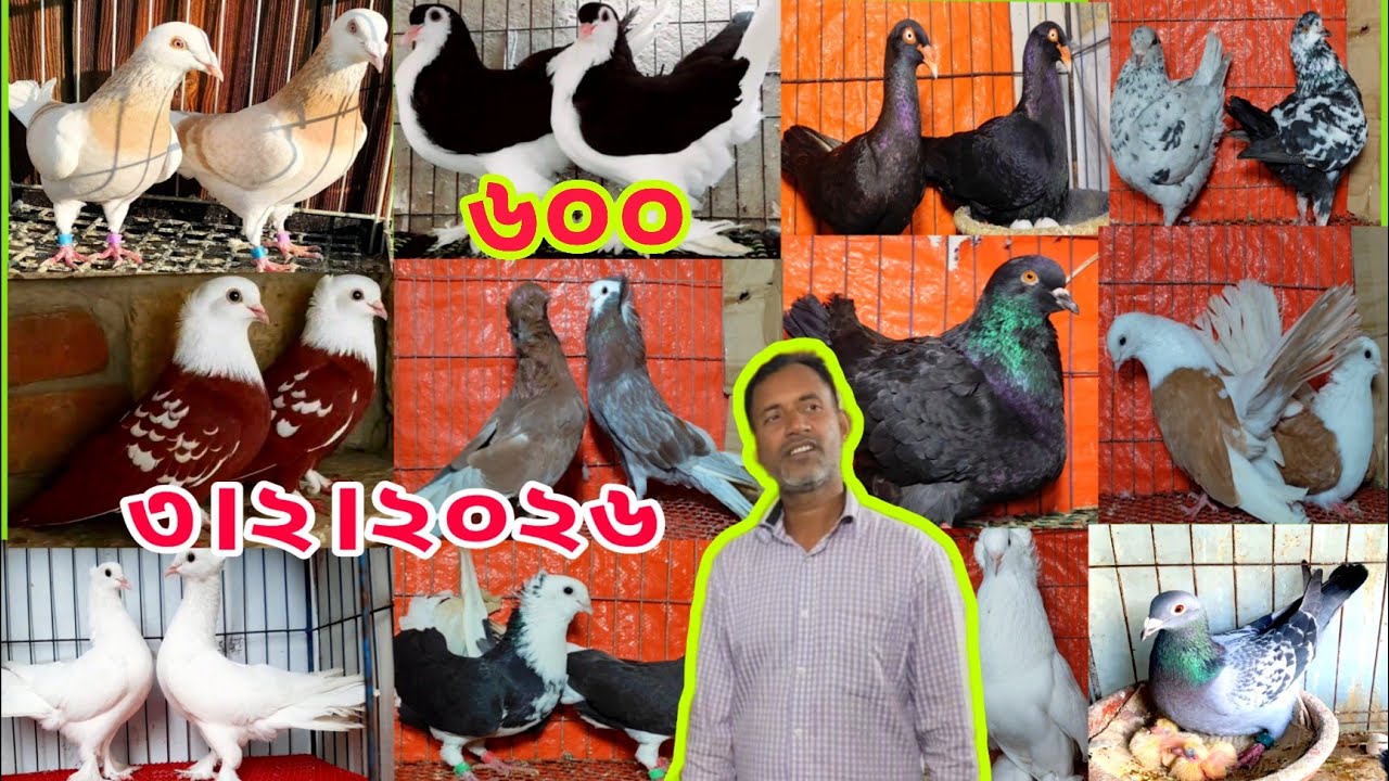 মাত্র ৫০০ টাকা পিস বিউটি কবুতর কিনুন।। মাত্র ৬০০ টাকা পিস সিরাজি কবুতর কিনুন