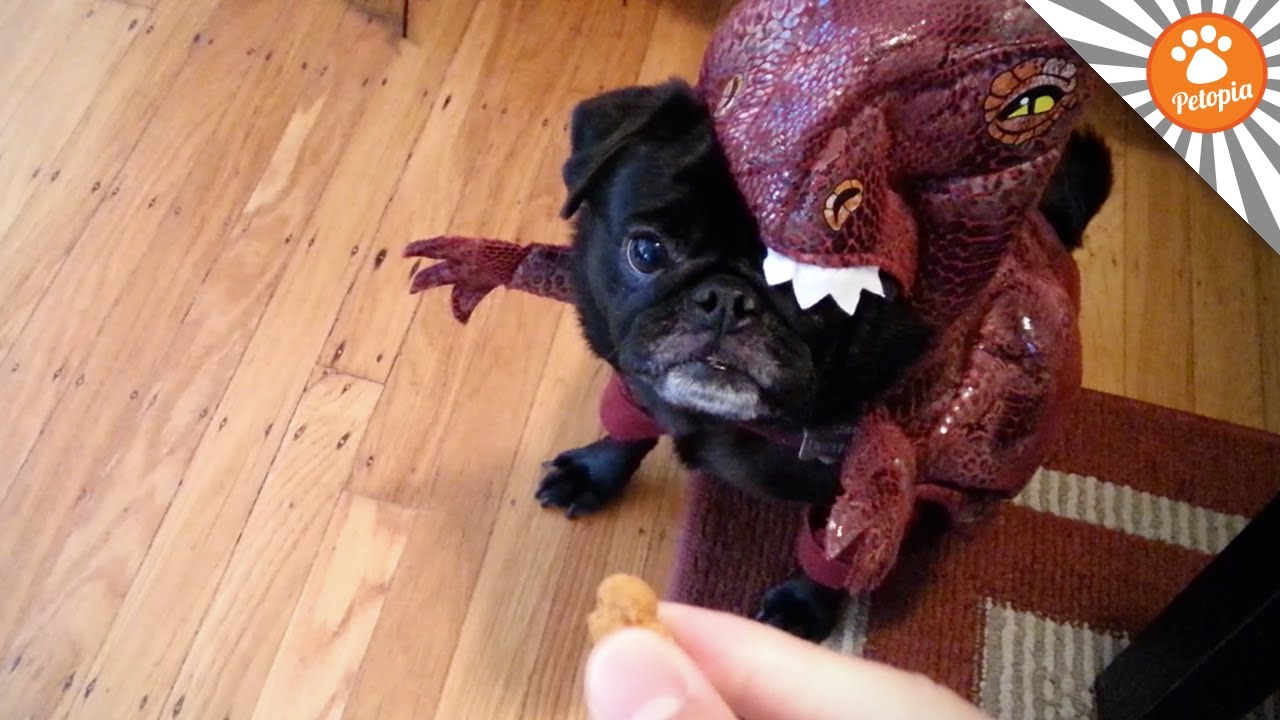Pets Review Best (And Worst) Costumes for Halloween