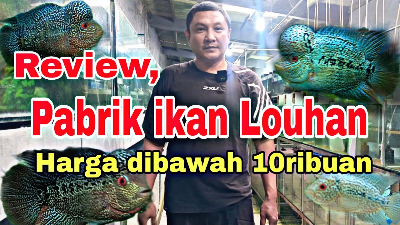Review, Harga ikan Louhan termurah. Langsung dari Pabrik ikan Louhan. #louhanfish  #ikanlouhankamfa