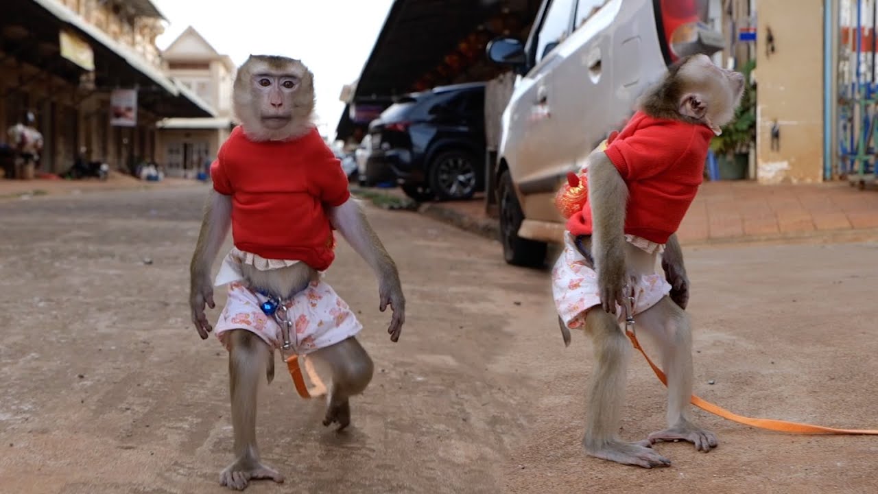 Monkey DouDou Walking To Buy Passion Fruit With Mom