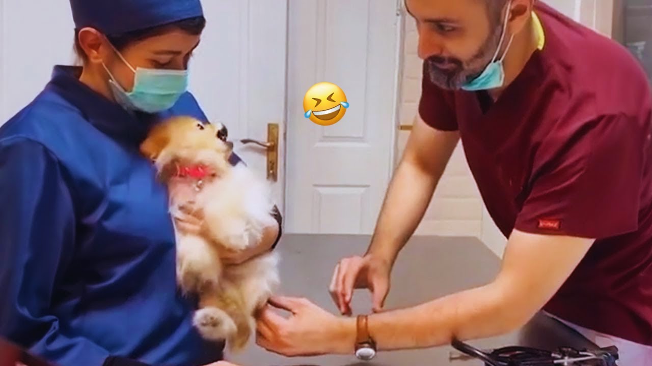 Funny DOGS videos 2024 😁🐶 New Funniest Animal Videos #32