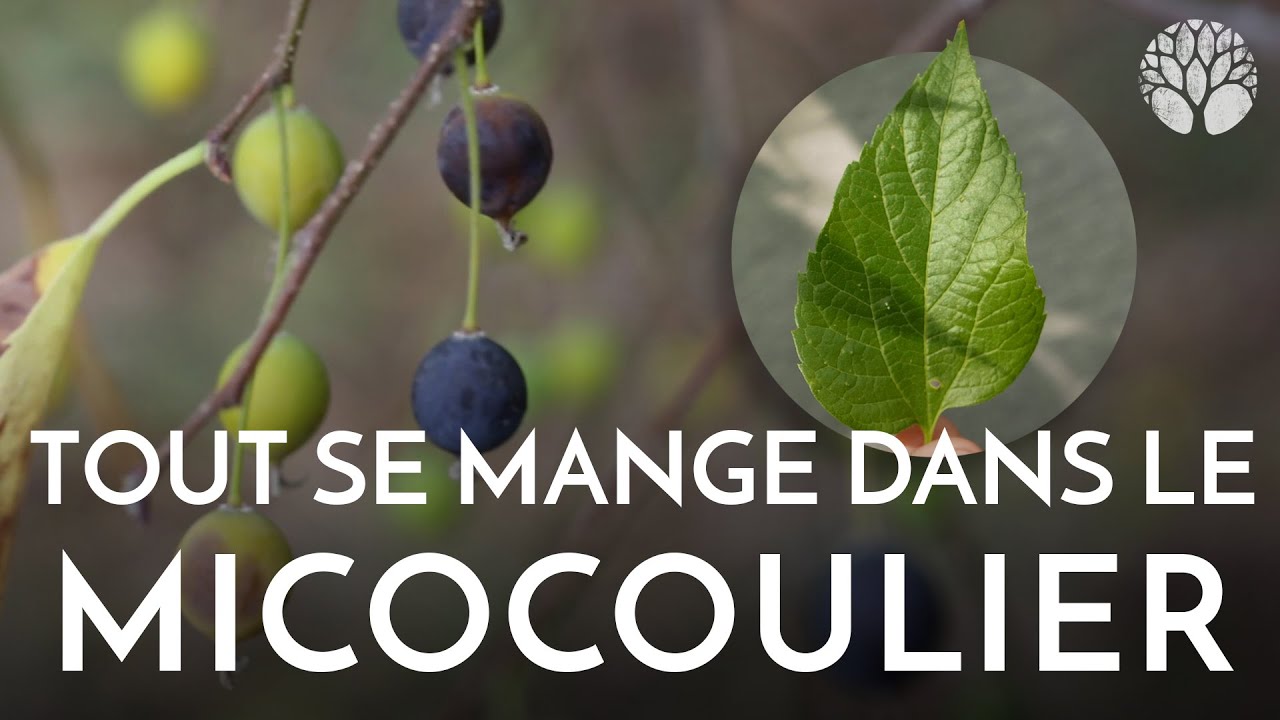 Micocoulier : l'arbre o&ugrave; tout est bon &agrave; manger !