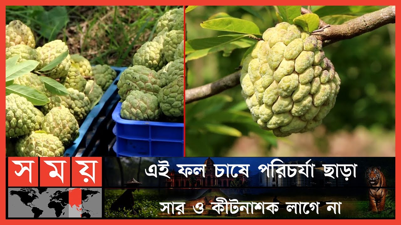 বিলুপ্তির পথে জনপ্রিয় আতা ফল ! | Sugar Apple Cultivation | Ata Fruit | Somoy TV