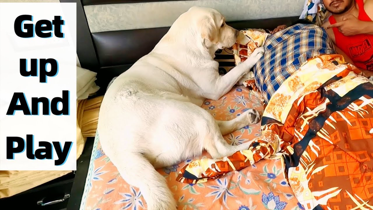 Dog Waiting For Brother To Wake Up Who He Met After 2 Years