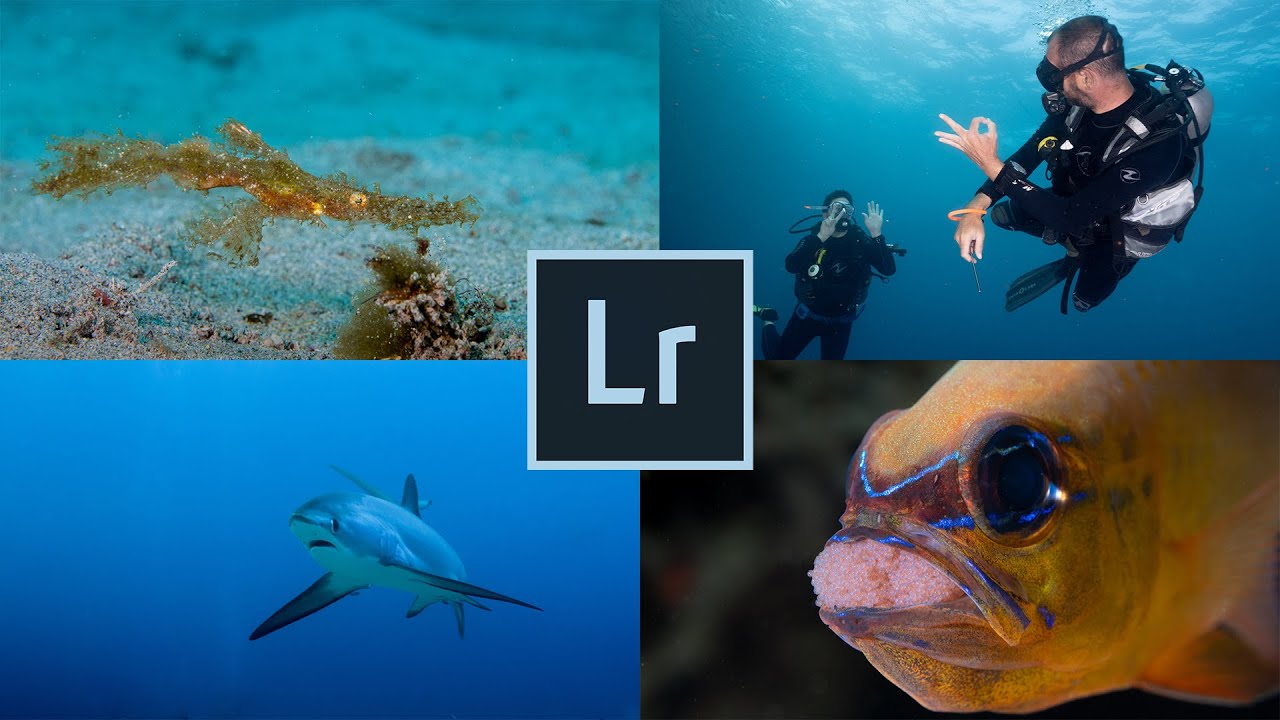 1 hour Lightroom editing underwater pictures