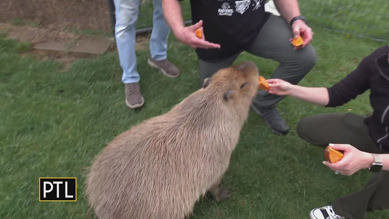 Katie meets Javier the capybara at the Wild World of Animals