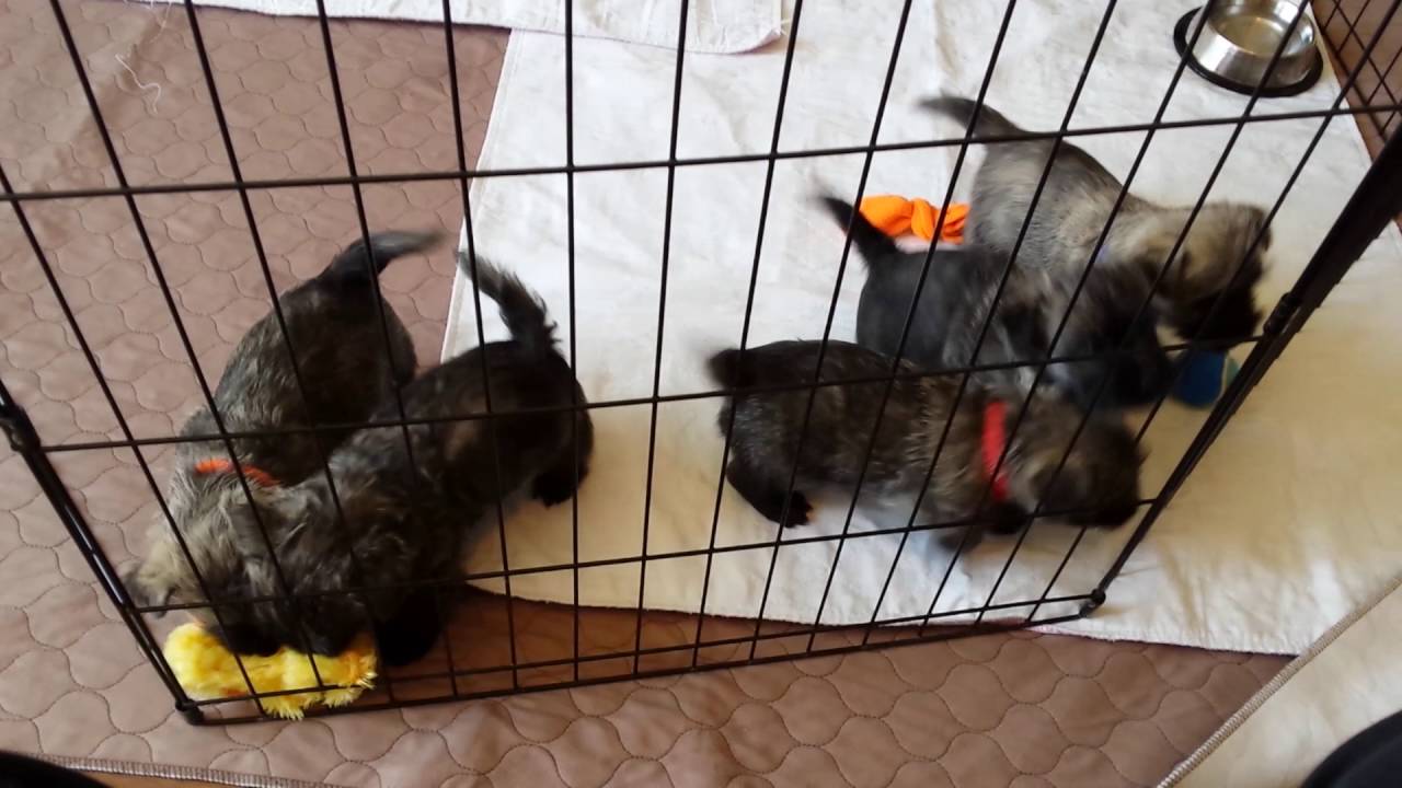 Cairn Terrier Puppies