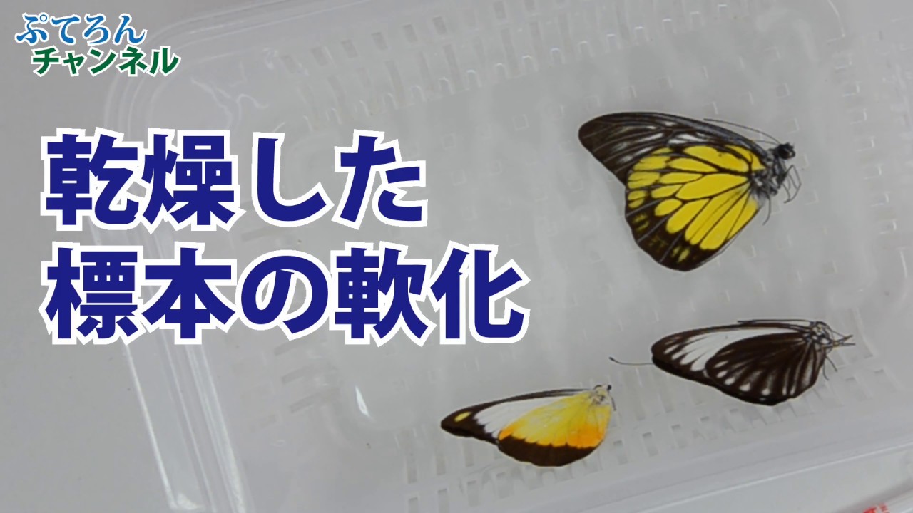 蝶の軟化方法。3つの軟化方法について解説