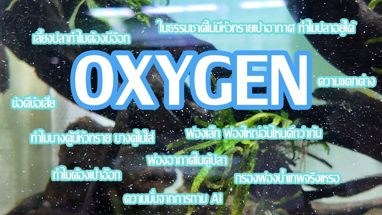 OXYGEN สำคัญยังไงกับการเลี้ยงปลา