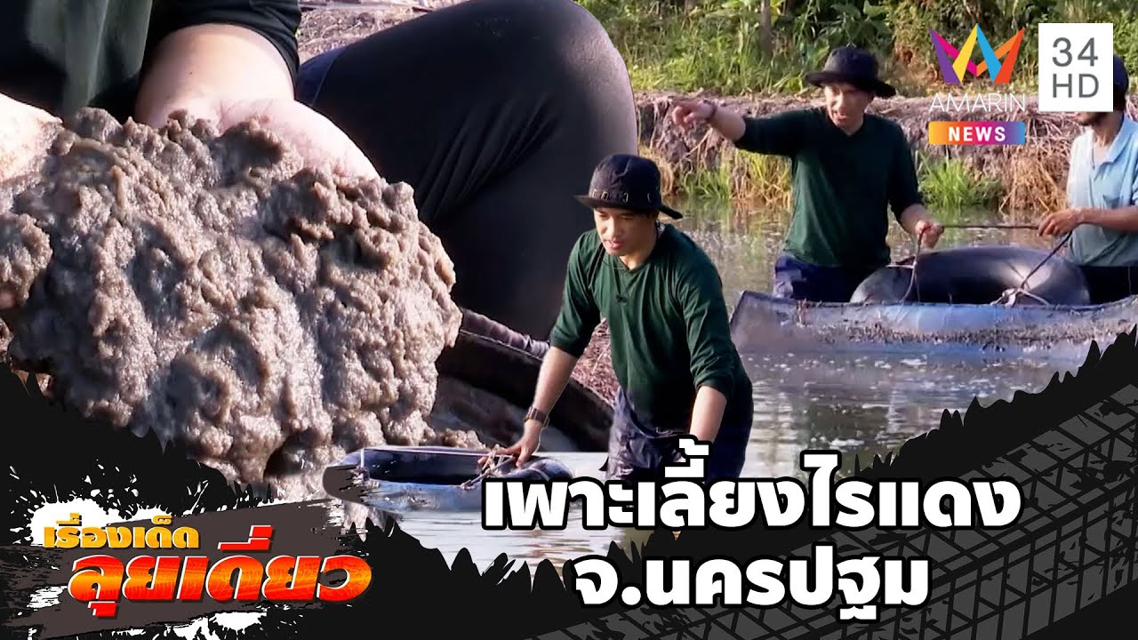 เรื่องเด็ดลุยเดี่ยว | อาชีพเพาะเลี้ยงไรแดง จ.นครปฐม | ข่าวเที่ยงอมรินทร์ | 2 พ.ค.66