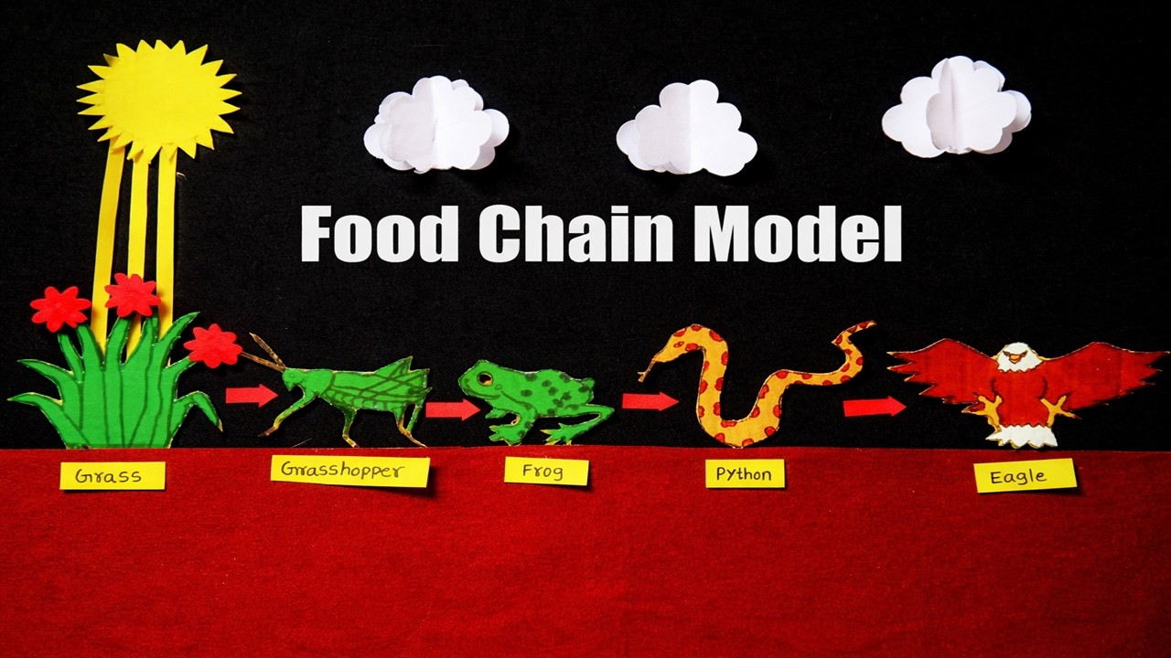 Food Chain Model Making Project Using Cardboard | Science Project DIY | HowToFunda | still model